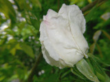 White Rose blush