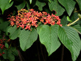 Viburnum Berries