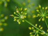 Parsley buds