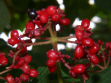 Viburnum Berry
