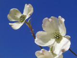 Dogwood Sky