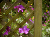 Clematis backed by Spring