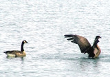 Geese