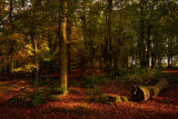 Backmuir Wood.