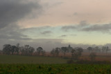 Misty Morning Trees.