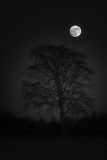Tree and Moon.