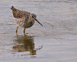 _5078266-Lesser Yellowlegs Sandpiper