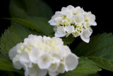 IMG_0690 hydrangeas copy.jpg