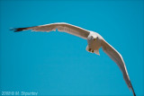 Gulls Attack #