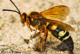 Wasp - Queen Laying Eggs