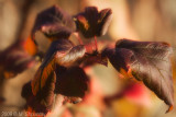 Autumn Leaves Fallen Leafs