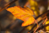 Autumn Leaves Fallen Leafs