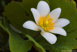 Bloodroot Blooming