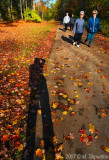 Shadows on Path - Sunnybrook Park