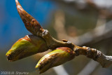 Spring Blossom