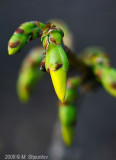 Spring Blossom