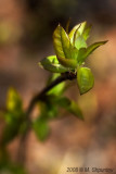 Spring Blossom