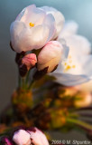 Spring Blossom