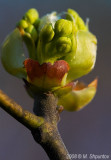 Spring Blossom