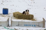 Sheepsdog found a warm place to rest