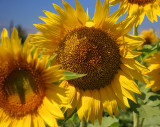 sunflower.jpg