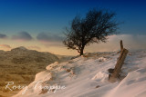 Manod tree