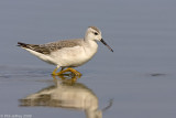 Wilsons Phalarope