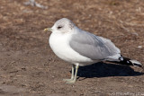 Mew Gull