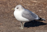 Mew Gull