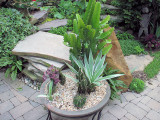 MBs Former Cactus Garden