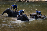 Young elephants taken for a bath in the river