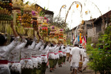 BALI, INDONESIA - JANUARY 14: Balinese ladies walk to the village temple with offering of fruits basket placed on their heads in