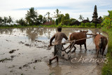 Farmer and buffaloes ploughing the paddy field _CWS6298.jpg