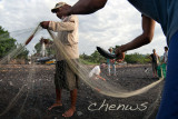 Removing fish from the nets _CWS7099.jpg