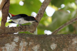 Scarlet-backed flowerpecker, male (5813)
