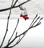 Winter In Hokkaido (Dec 09)