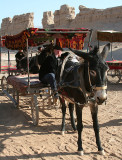 Our Donkey Cart (Oct 07)
