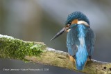 Kingfisher - IJsvogel