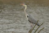 Grey Heron - Blauwe reiger