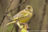 Greenfinch - Groenling