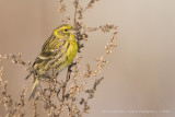 Serin - Europese Kanarie