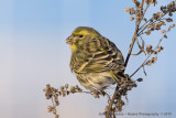 Serin - Europese Kanarie