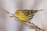 Serin - Europese Kanarie