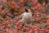 Waxwing - Pestvogel