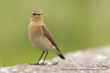 Wheatear - Tapuit