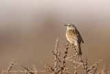 Dunnock - Heggenmus