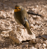 St Victoire robin