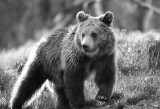 Black and White Grizzly 1