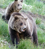 Two Yellowstone Bears