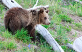 Grizzly Cub in Yellowstone